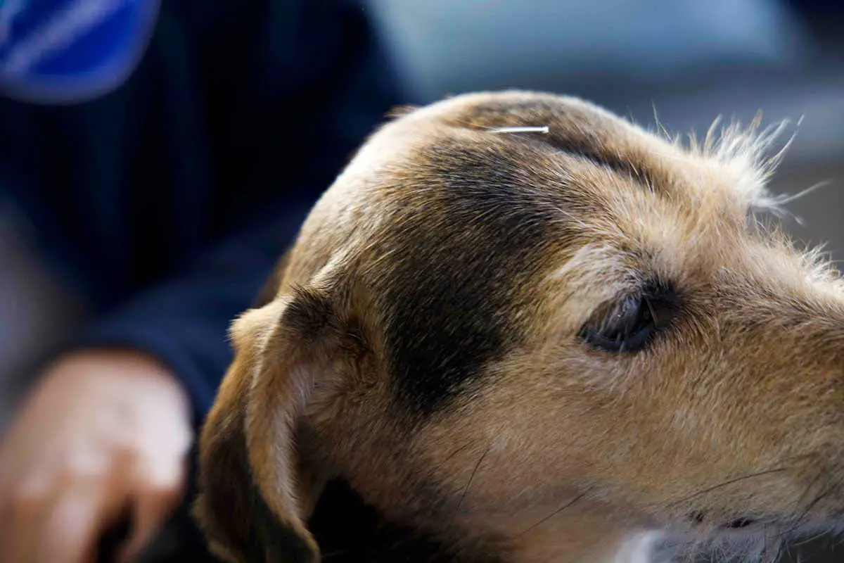 Akupunktur für Hunde und Katzen n der Tierarztpraxis von Mag.med.vet Marie-Luise Mayer, in Wien