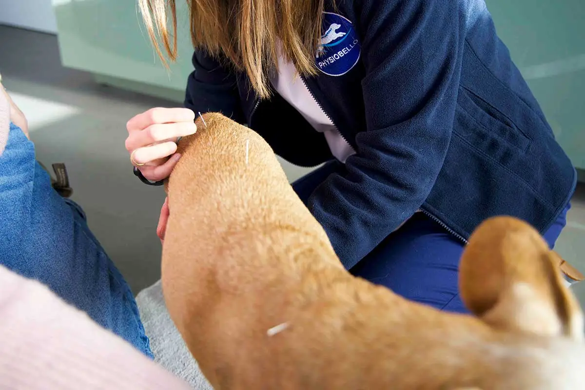 Akupunktur für Hunde und Katzen n der Tierarztpraxis von Mag.med.vet Marie-Luise Mayer, in Wien