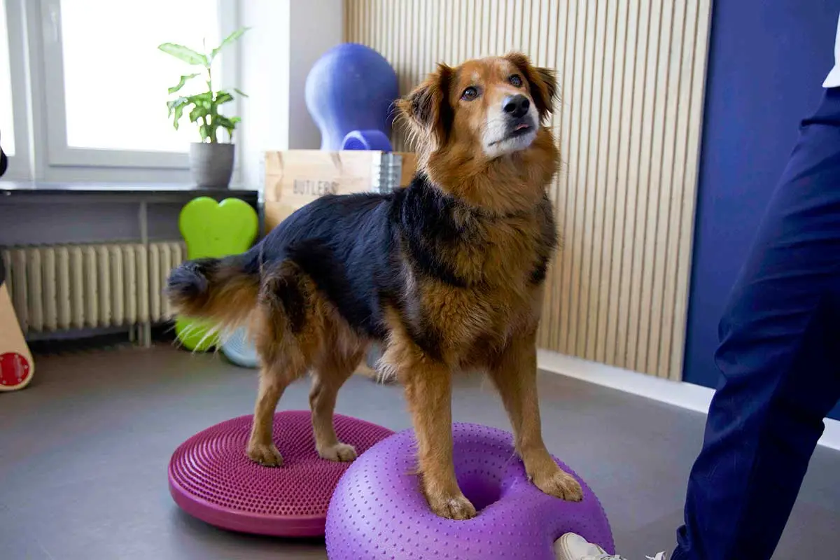 Physiotherapeutische Bewegungsübungen für Hunde und Katzen n der Tierarztpraxis von Mag.med.vet Marie-Luise Mayer, in Wien