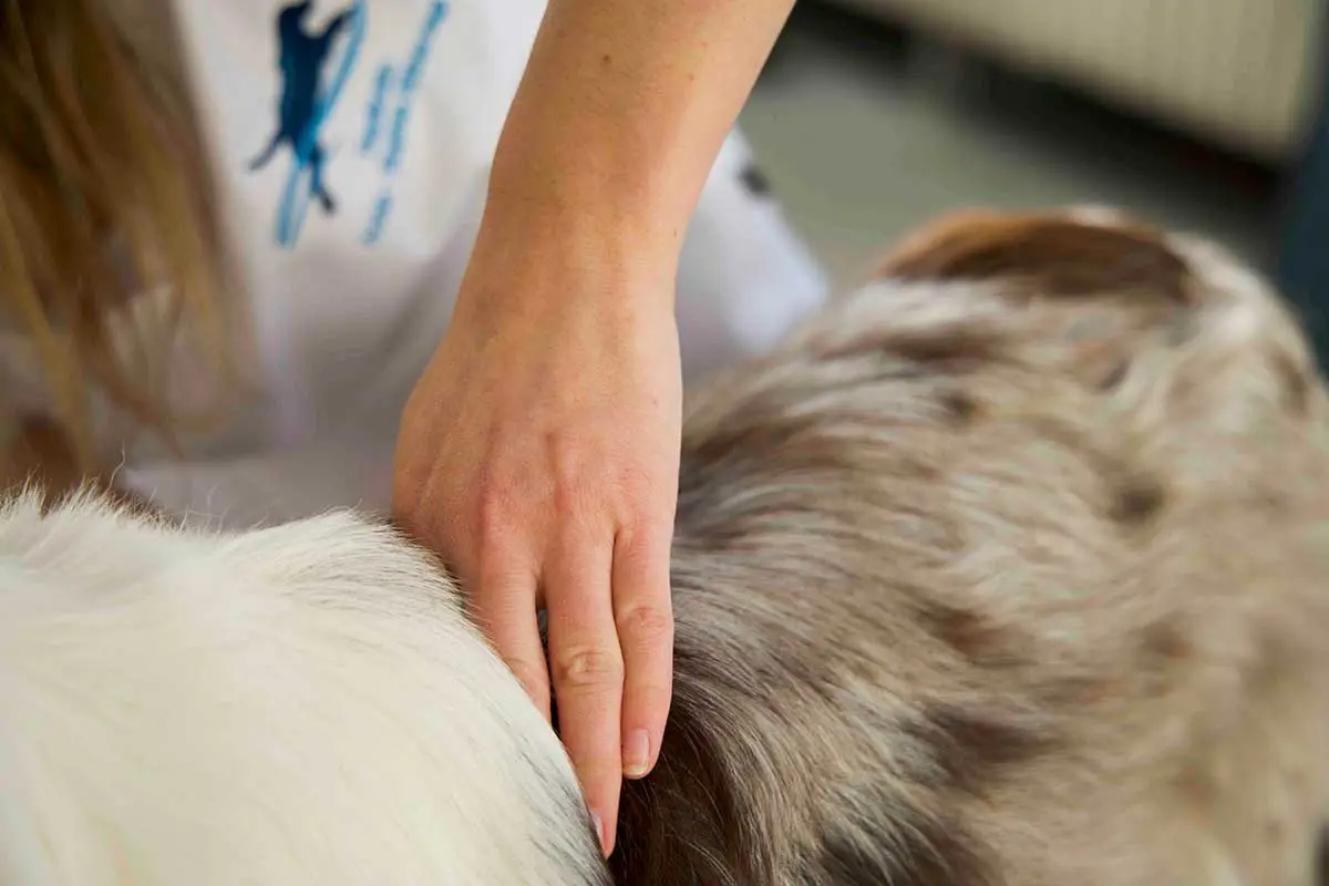 Chiropraktik für Hunde und Katzen n der Tierarztpraxis von Mag.med.vet Marie-Luise Mayer, in Wien