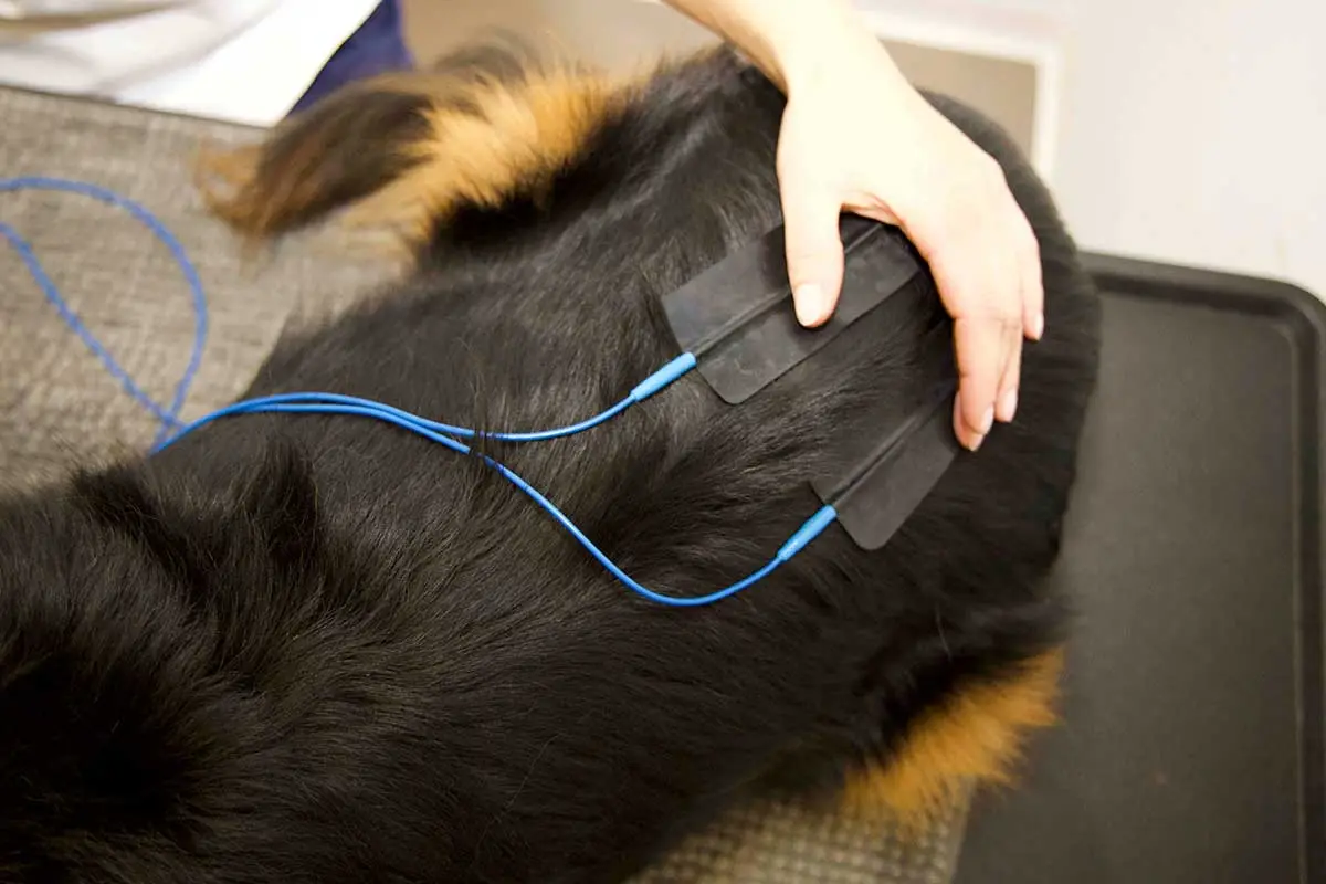 Elektrotherapie für Hunde und Katzen n der Tierarztpraxis von Mag.med.vet Marie-Luise Mayer, in Wien