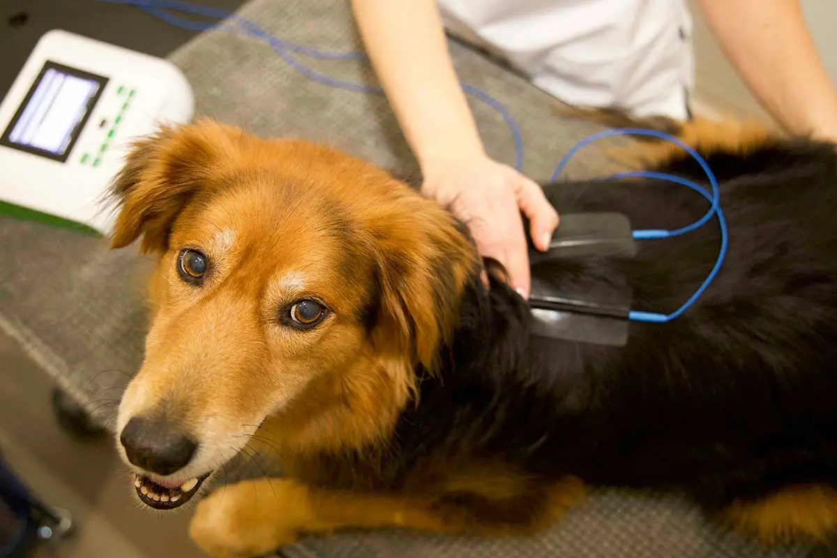 Elektrotherapie für Hunde und Katzen n der Tierarztpraxis von Mag.med.vet Marie-Luise Mayer, in Wien