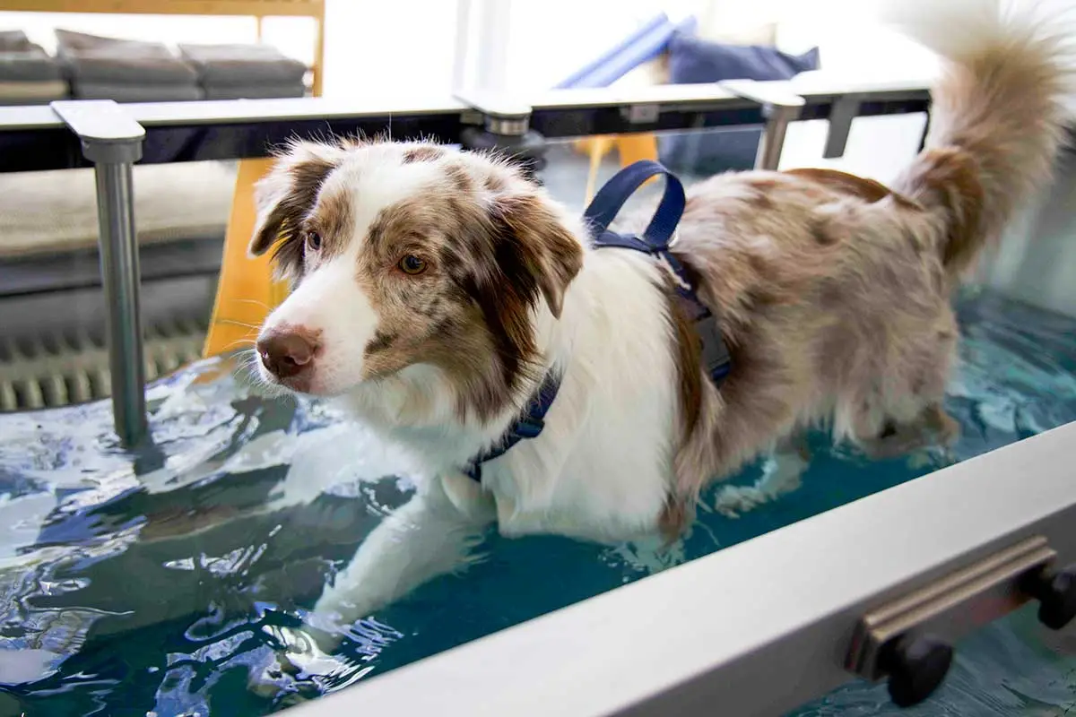 Hydrotherapie für Hunde und Katzen n der Tierarztpraxis von Mag.med.vet Marie-Luise Mayer, in Wien