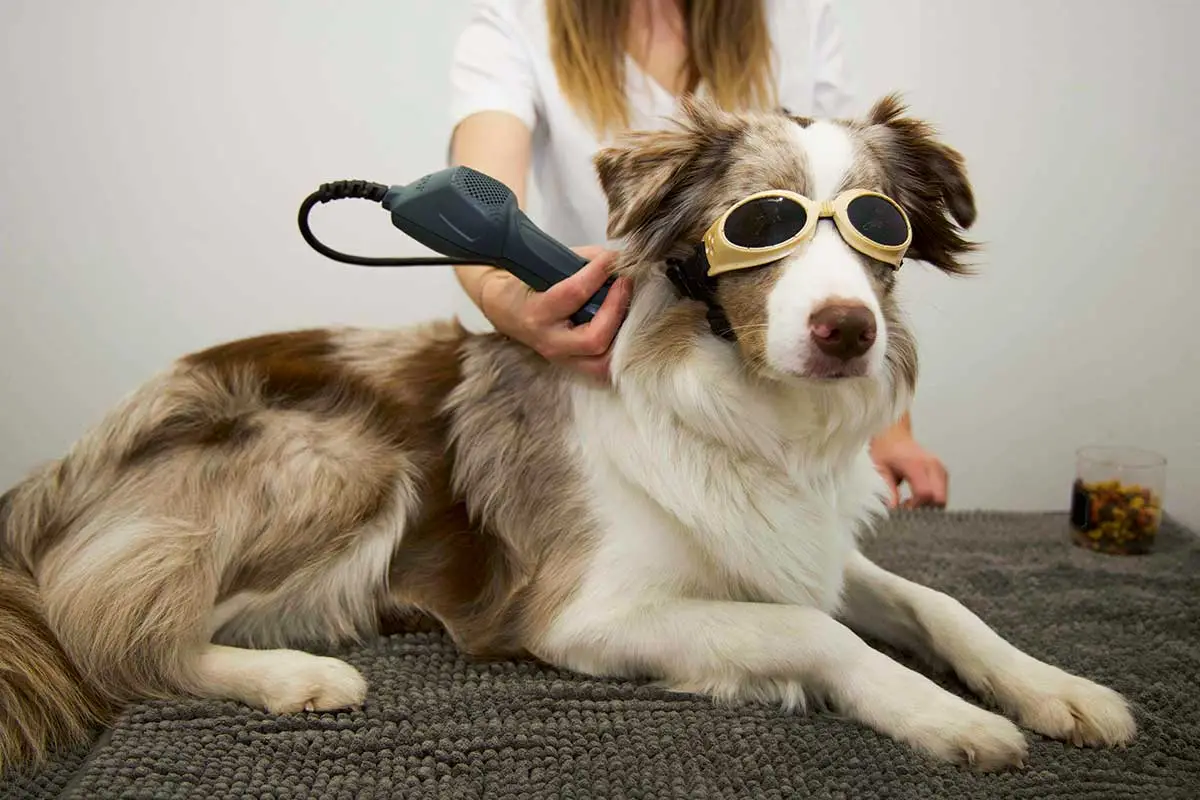 Lasertherapie für Hunde und Katzen n der Tierarztpraxis von Mag.med.vet Marie-Luise Mayer, in Wien