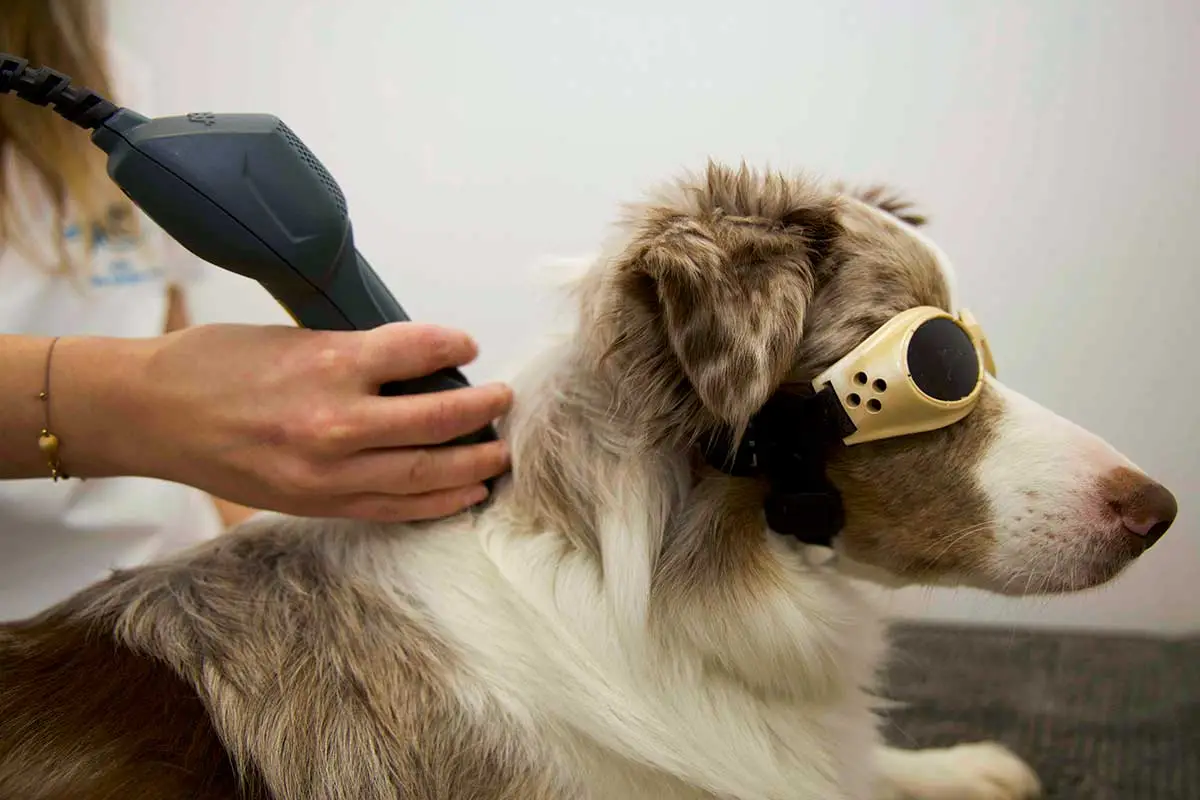 Lasertherapie für Hunde und Katzen n der Tierarztpraxis von Mag.med.vet Marie-Luise Mayer, in Wien