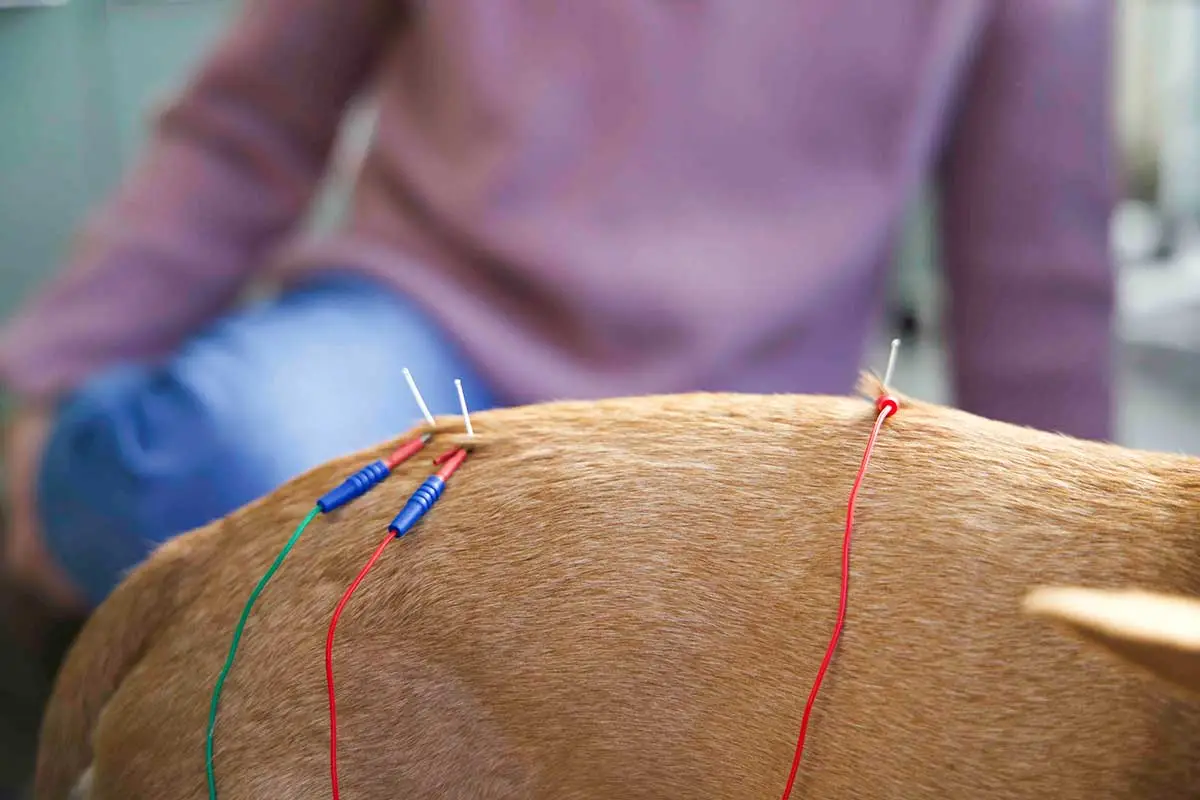 Elektroakupunktur für Hunde und Katzen in der Tierarztpraxis von Mag.med.vet Marie-Luise Mayer, in Wien