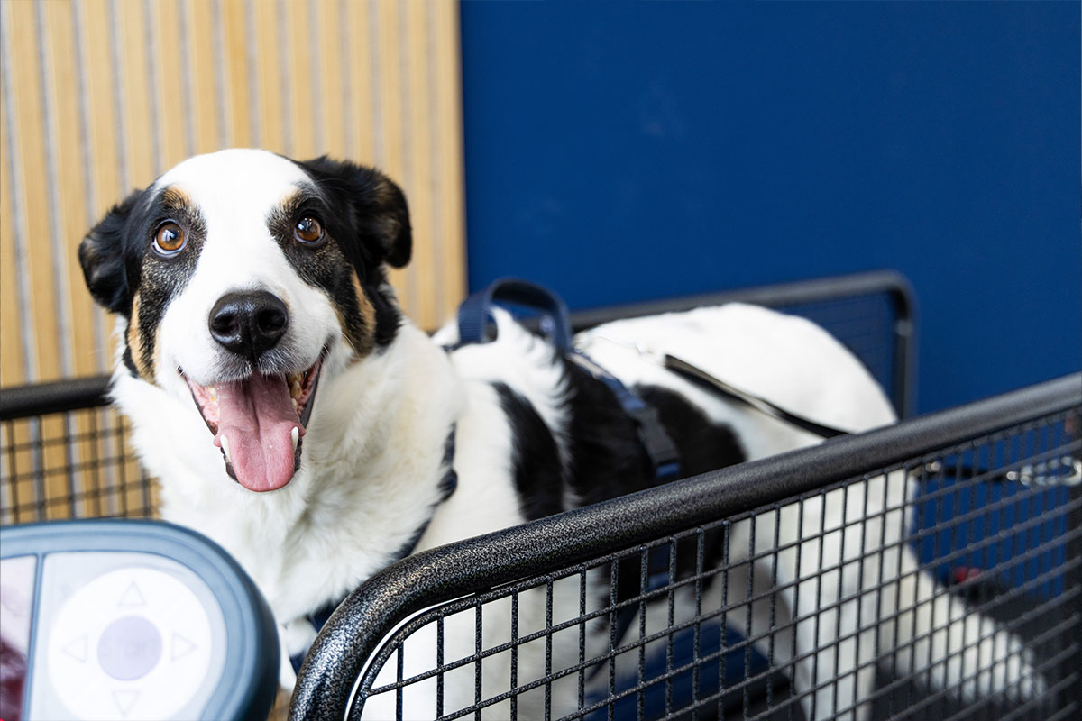 Trockenlaufband für Hunde in der Tierarztpraxis von Mag.med.vet Marie-Luise Mayer, in Wien